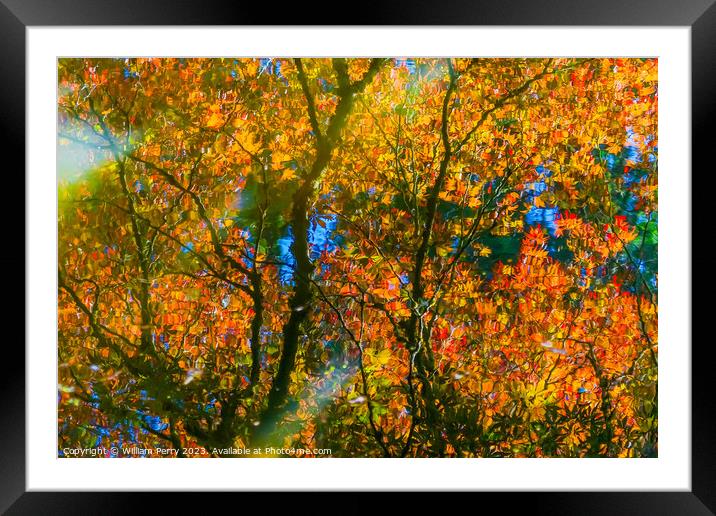 Red Orange Japanese Maple Reflection Abstract Van Dusen Garden Framed Mounted Print by William Perry