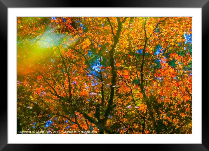 Red Orange Japanese Maple Trees Reflection Abstract Van Dusen Framed Mounted Print by William Perry