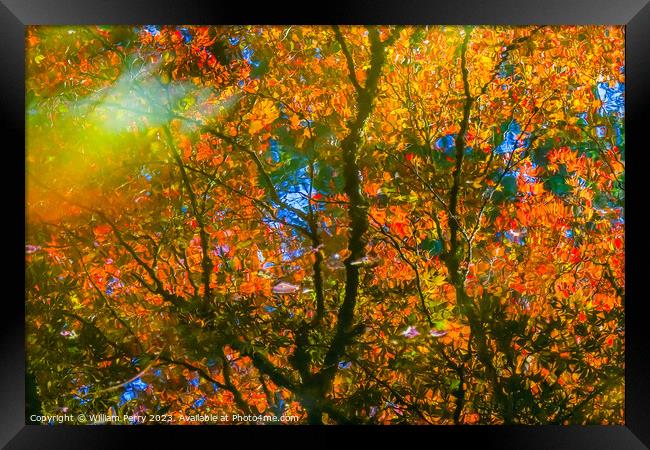 Red Orange Japanese Maple Trees Reflection Abstract Van Dusen Framed Print by William Perry