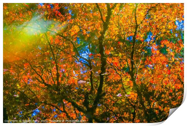 Red Orange Japanese Maple Trees Reflection Abstract Van Dusen Print by William Perry