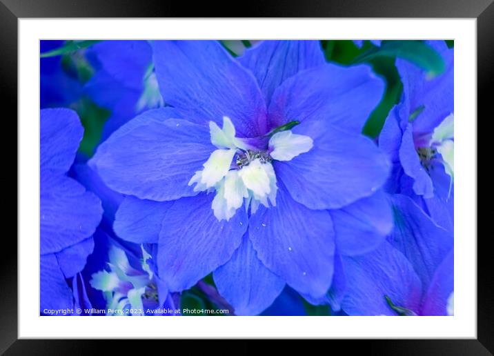 Blue Delphinium Larkspur Van Dusen Garden Vancouver Canada Framed Mounted Print by William Perry