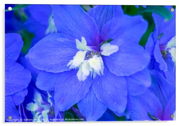 Blue Delphinium Larkspur Van Dusen Garden Vancouver Canada Acrylic by William Perry