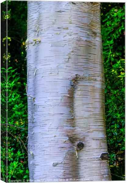 Himalayan White Birch Tree Van Dusen Garden Vancouver British Co Canvas Print by William Perry