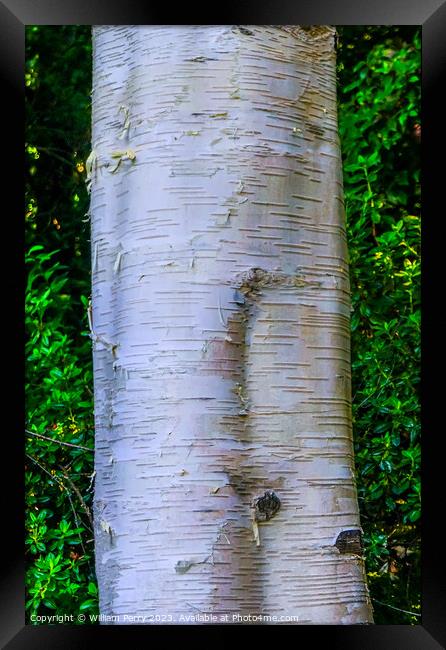 Himalayan White Birch Tree Van Dusen Garden Vancouver British Co Framed Print by William Perry