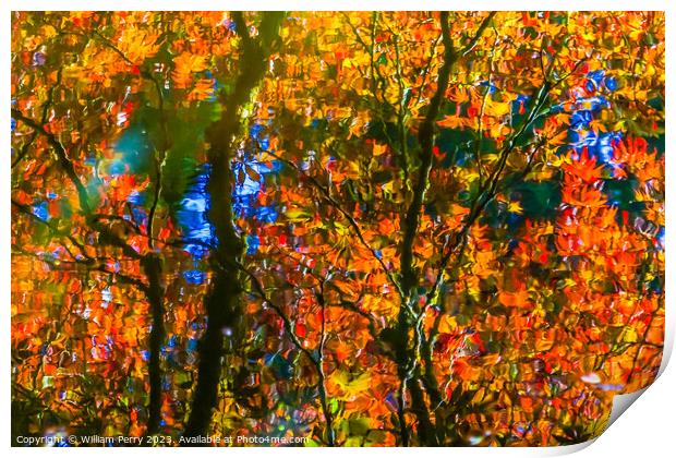 Red Orange Japanese Maple Trees Reflection Abstract Van Dusen Ga Print by William Perry