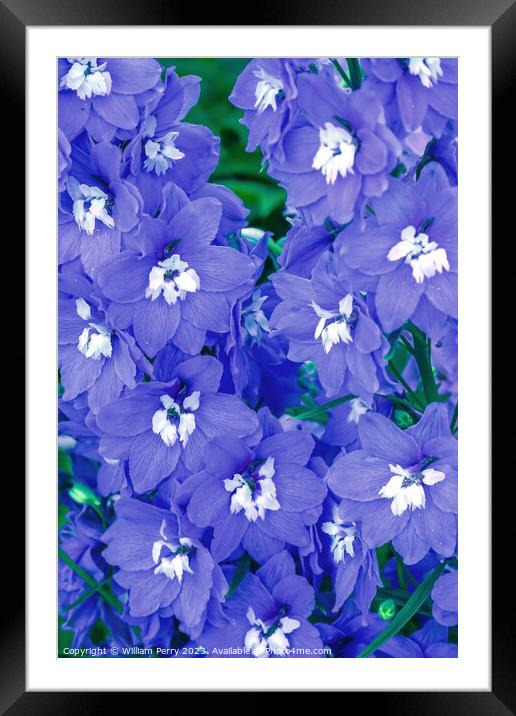 Blue Delphinium Larkspur Van Dusen Garden Vancouver British Colu Framed Mounted Print by William Perry