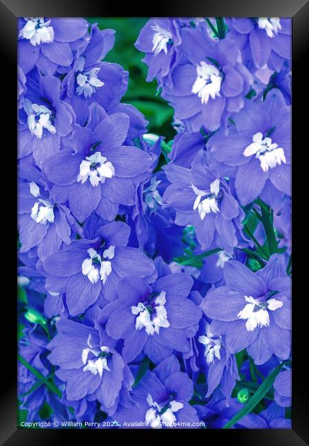 Blue Delphinium Larkspur Van Dusen Garden Vancouver British Colu Framed Print by William Perry