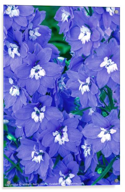 Blue Delphinium Larkspur Van Dusen Garden Vancouver British Colu Acrylic by William Perry