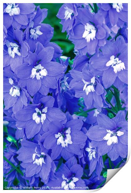 Blue Delphinium Larkspur Van Dusen Garden Vancouver British Colu Print by William Perry