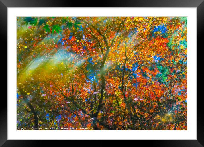 Red Orange Japanese Maple Trees Reflection Abstract Van Dusen Ga Framed Mounted Print by William Perry
