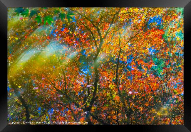 Red Orange Japanese Maple Trees Reflection Abstract Van Dusen Ga Framed Print by William Perry