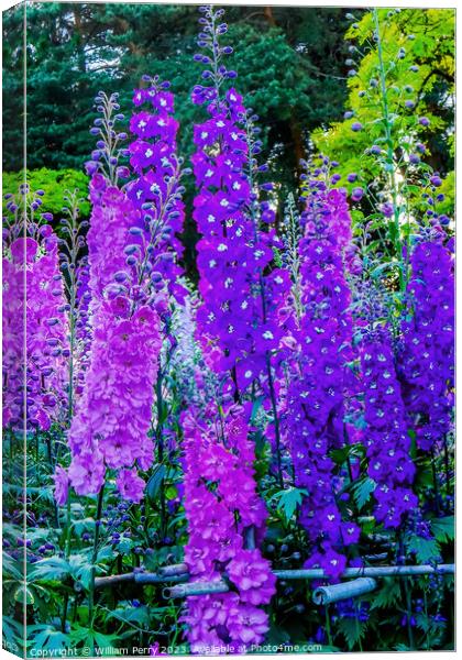 Blue Purple Delphinium Larkspur Van Dusen Garden Vancouver Briti Canvas Print by William Perry