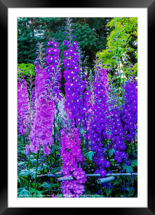 Blue Purple Delphinium Larkspur Van Dusen Garden Vancouver Briti Framed Mounted Print by William Perry