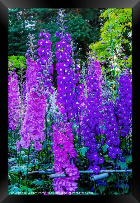 Blue Purple Delphinium Larkspur Van Dusen Garden Vancouver Briti Framed Print by William Perry