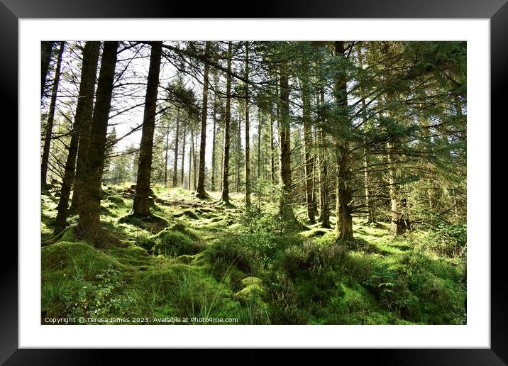 wooded glen  Framed Mounted Print by Teresa James