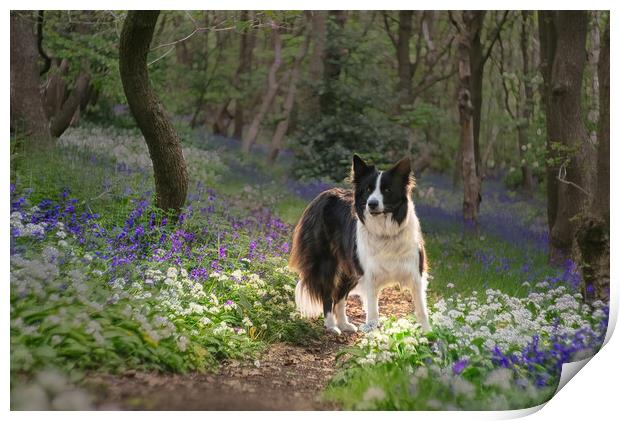 Border Collie Print by Alison Chambers