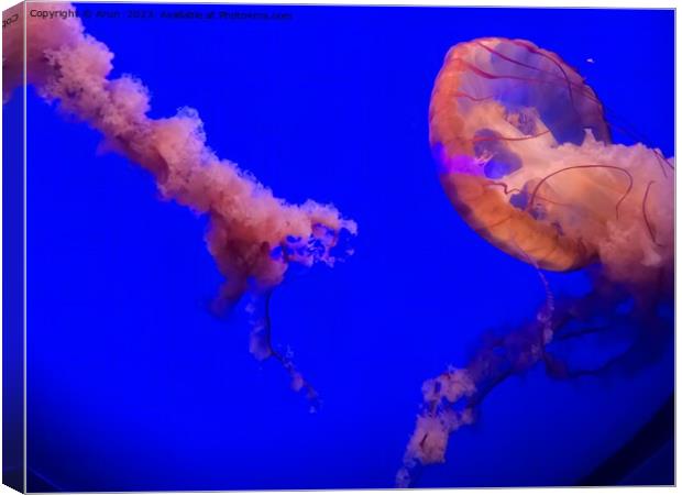 Jelly Fish at California Academy of Sciences California Canvas Print by Arun 