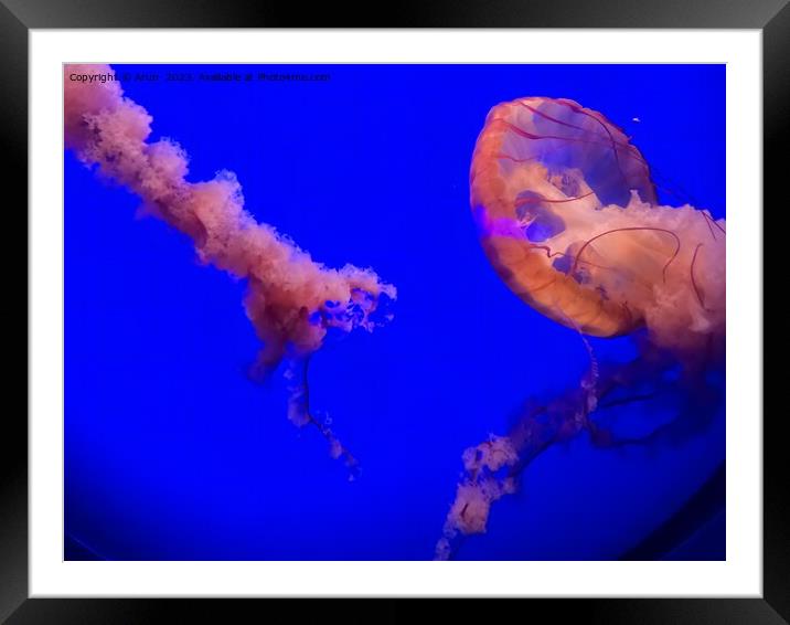 Jelly Fish at California Academy of Sciences California Framed Mounted Print by Arun 