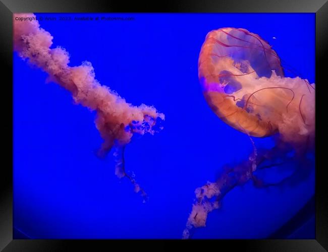 Jelly Fish at California Academy of Sciences California Framed Print by Arun 