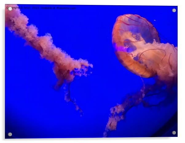 Jelly Fish at California Academy of Sciences California Acrylic by Arun 
