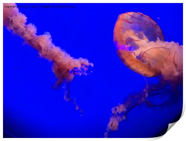 Jelly Fish at California Academy of Sciences California Print by Arun 