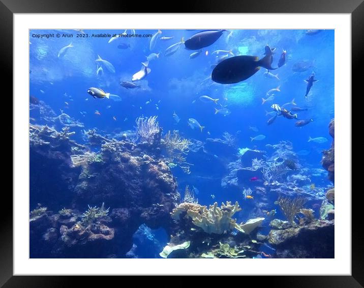 Nature at California Academy of Sciences California Framed Mounted Print by Arun 