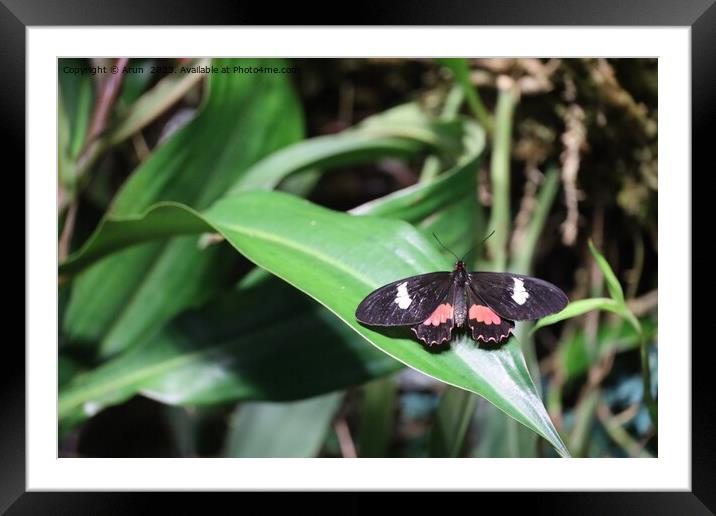 Butterflies at the California Academy of Science Framed Mounted Print by Arun 