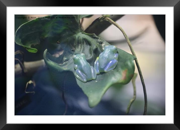Glass Frog at the California Academy of Science Framed Mounted Print by Arun 