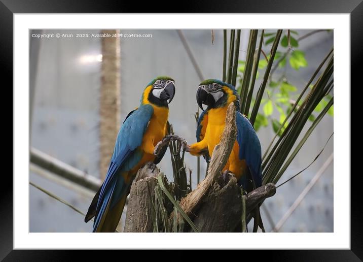 Macaws at the California Academy of Science Framed Mounted Print by Arun 