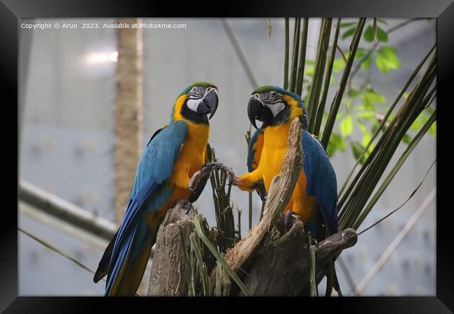 Macaws at the California Academy of Science Framed Print by Arun 
