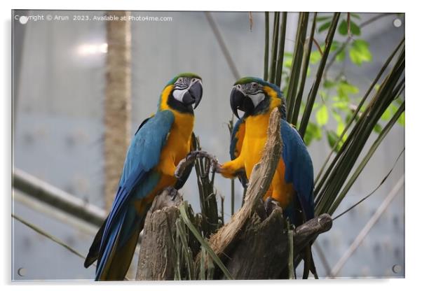 Macaws at the California Academy of Science Acrylic by Arun 