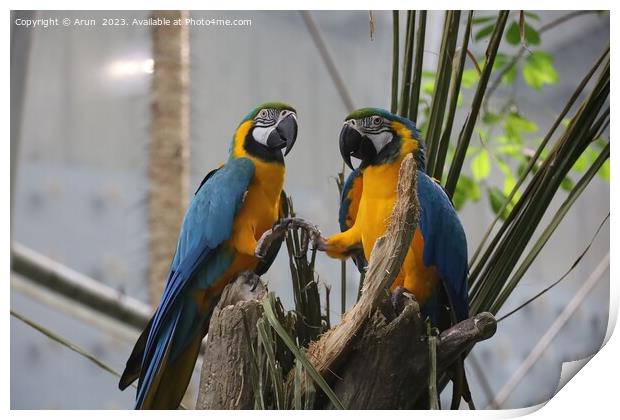 Macaws at the California Academy of Science Print by Arun 