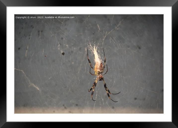 Golden Silk Spider at the California Academy of Science Framed Mounted Print by Arun 