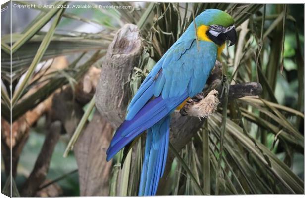 Macaws at the California Academy of Science Canvas Print by Arun 