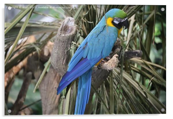 Macaws at the California Academy of Science Acrylic by Arun 