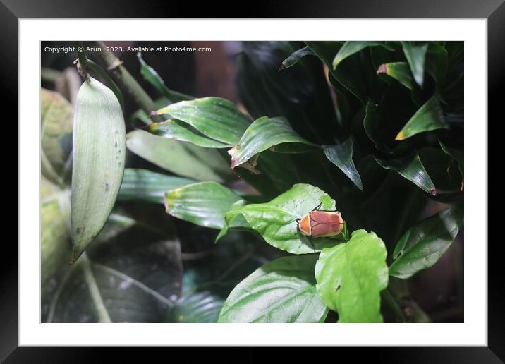Wildlife at the California Academy of Science Framed Mounted Print by Arun 