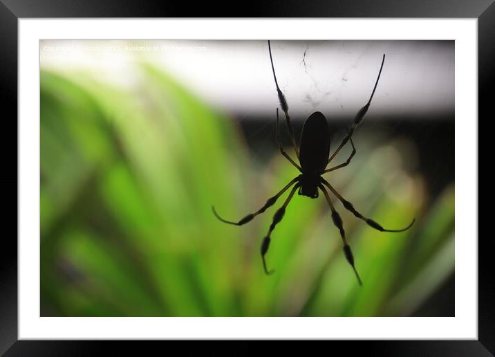 Golden Silk Spider at the California Academy of Science Framed Mounted Print by Arun 