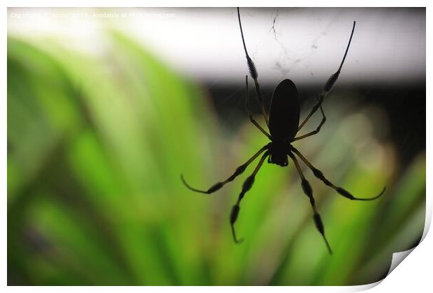 Golden Silk Spider at the California Academy of Science Print by Arun 