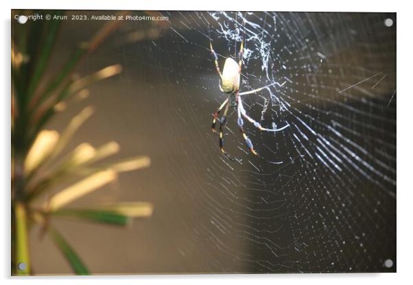 Golden Silk Spider at the California Academy of Science Acrylic by Arun 