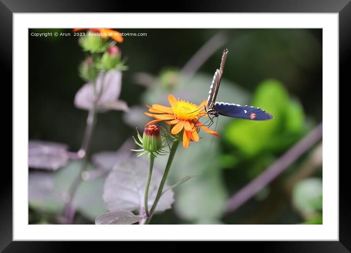 Butterflies at the California Academy of Science Framed Mounted Print by Arun 