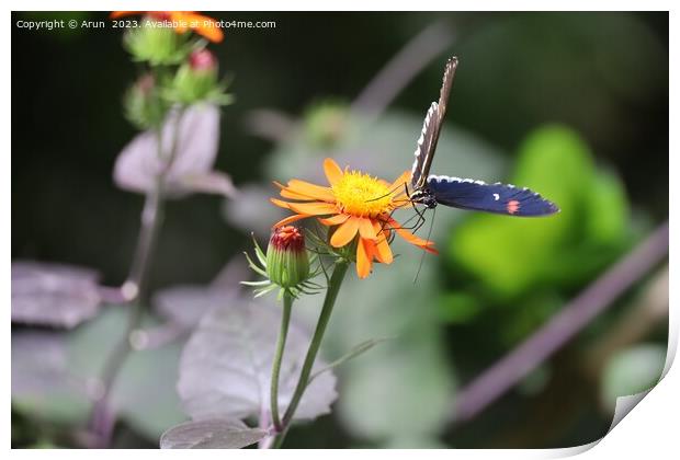 Butterflies at the California Academy of Science Print by Arun 