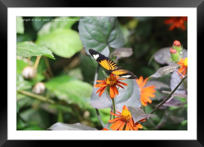 Butterflies at the California Academy of Science Framed Mounted Print by Arun 