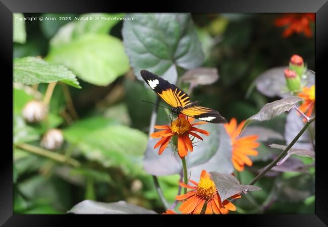 Butterflies at the California Academy of Science Framed Print by Arun 