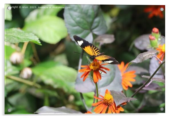 Butterflies at the California Academy of Science Acrylic by Arun 