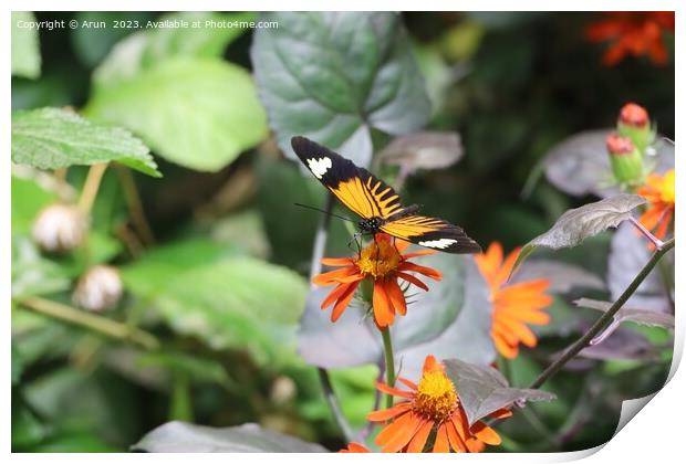 Butterflies at the California Academy of Science Print by Arun 
