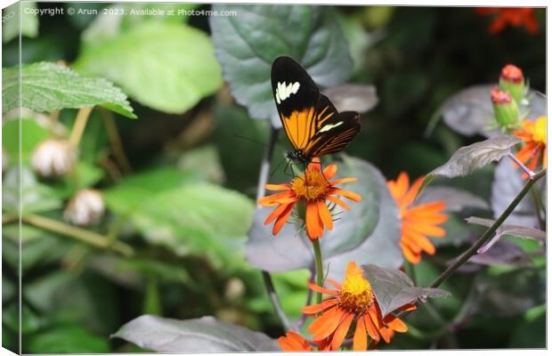 Butterflies at the California Academy of Science Canvas Print by Arun 