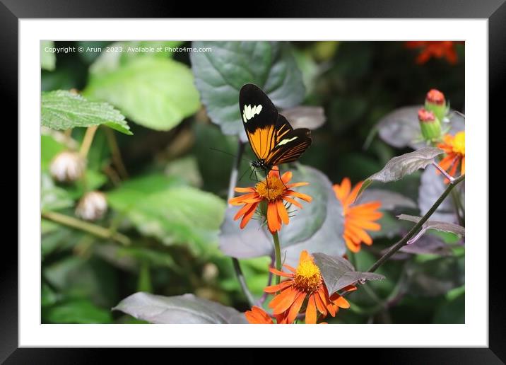 Butterflies at the California Academy of Science Framed Mounted Print by Arun 