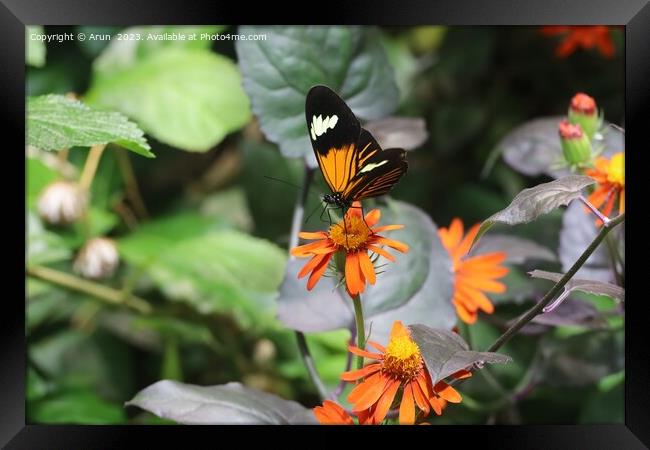 Butterflies at the California Academy of Science Framed Print by Arun 