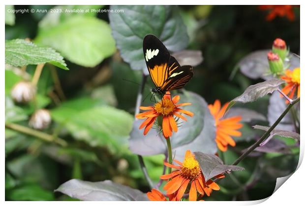 Butterflies at the California Academy of Science Print by Arun 