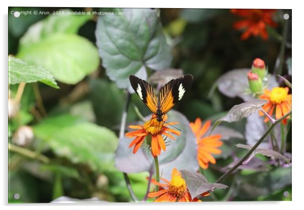 Butterflies at the California Academy of Science Acrylic by Arun 